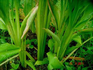 Kunyit Curcuma longa Linn Mahkota Herbal