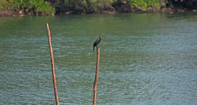 riverbed sand mining in-stream swarna river udupi karnataka