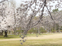 枝が地面になびく緑の園