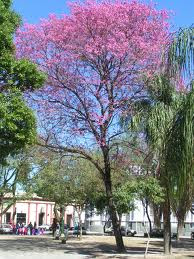 Lapacho rosado Tabebuia impetiginosa