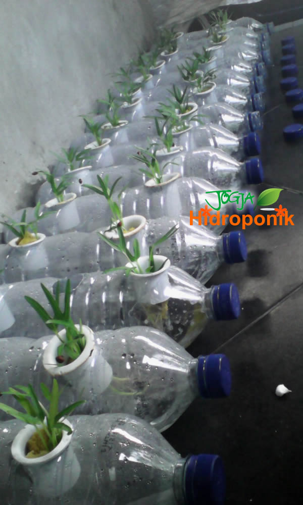 Kreasi Aqua Botol Bekas Untuk Tanaman Hidroponik  Jogja 