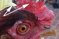 ayam sakit, Tanda-tanda penyakit cacar atau fowl fox pada ayam bangkok aduan dan cara pengobatannya