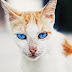 Mèo có các màu mắt nào?
