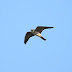 9月26日絵鞆半島の渡り鳥、チゴハヤブサの幼鳥が飛びました。