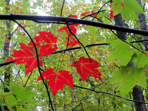 red leaves