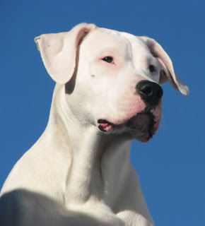 Argentine Mastiff