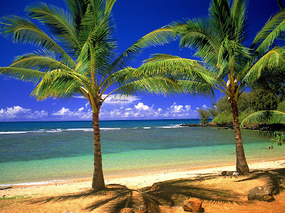 tropical wallpapers. tropical wallpapers.