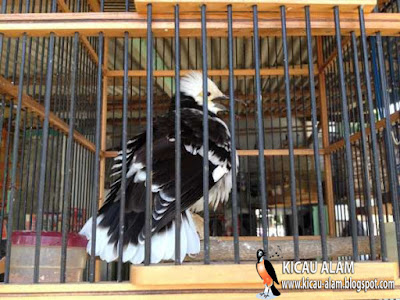 Kicau Alam - Daftar Harga Burung Terbaru 2015