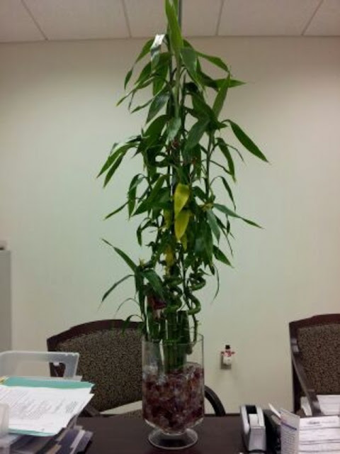 Bamboo House Plants4