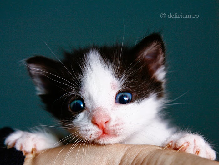 150 Gambar Kucing Lucu dan Imut Anggora Persia Maine 