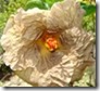 Hibiscus beige flower