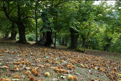 i-kastania-kai-to-meli-tis