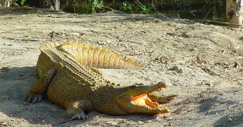 Gambar Buaya Muara Dunia Binatang 