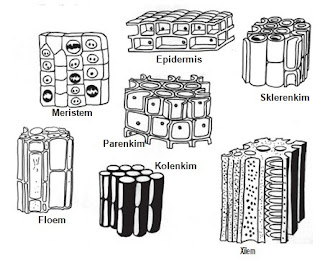 Beberapa Jaringan Tumbuhan