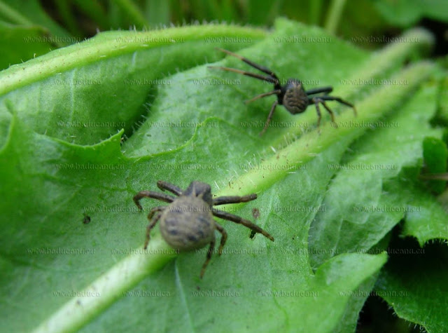 Xysticus cristatus - © www.baducanu.eu