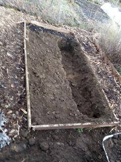 Initial trench for asparagus planting