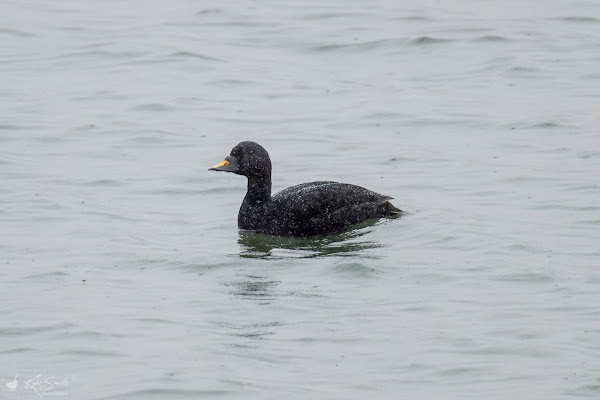 Common scoter