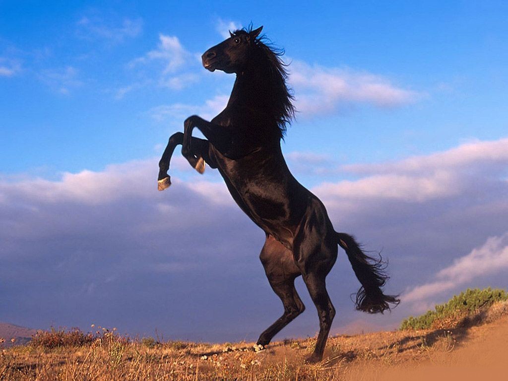 black horse best desktop horse wallpapers