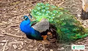 ময়ূরের ছবি ডাউনলোড - ময়ূর পাখি ছবি hd - ময়ূরের ওয়ালপেপার - peacock picture - NeotericIT.com - Image no 19