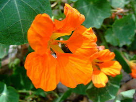 Nasturtium Flowers