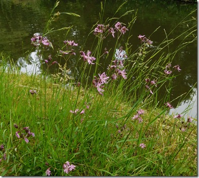 2 ragged robin at curdworth