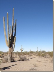 Cactus-Why (3)