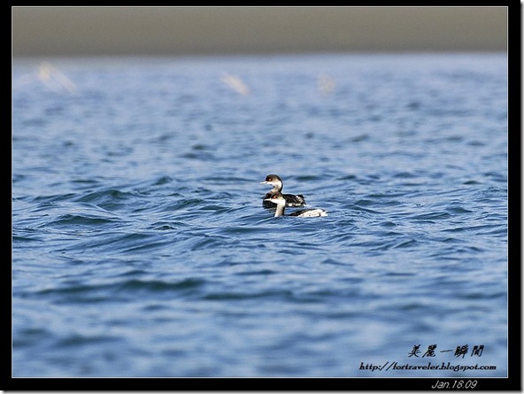 黑頸甓鷈(2009-01-18花蓮溪出海口)6143