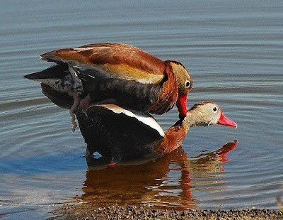 Amazing Animals Love Making Captured Pictures 