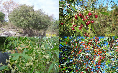 árboles argentinos Anacahuita Blepharocalyx salcifolius