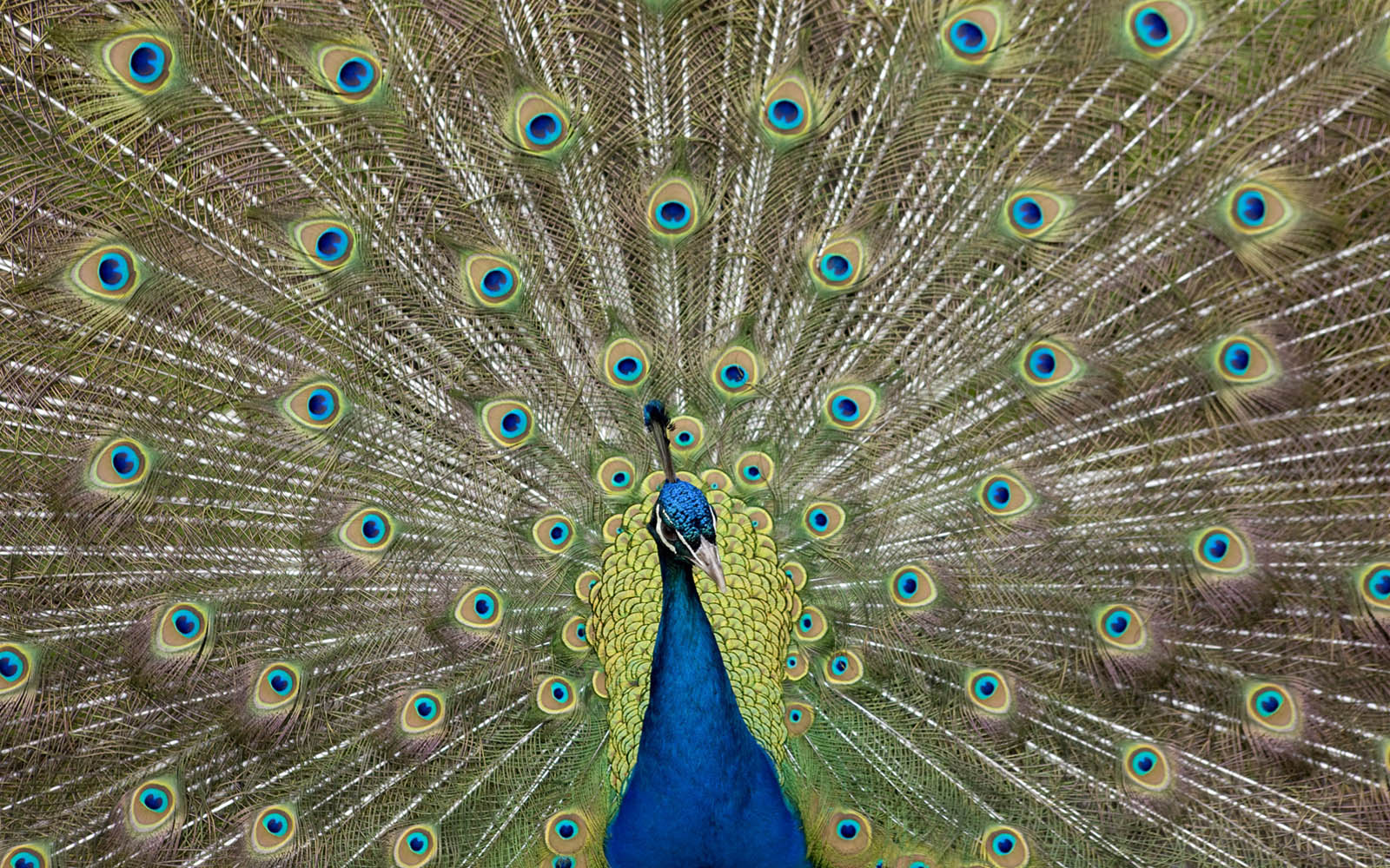 Beautiful Peacock Wallpapers Free Download