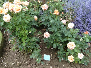 2017.08.10-041 la roseraie des vivaces