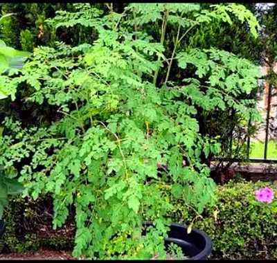 Dwarf moringa tree