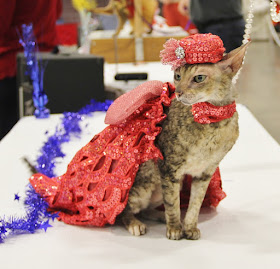 Coco the Couture cat in a sequined gown and matching pill box hat!