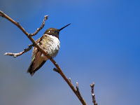 Wild Birds Of Southern California