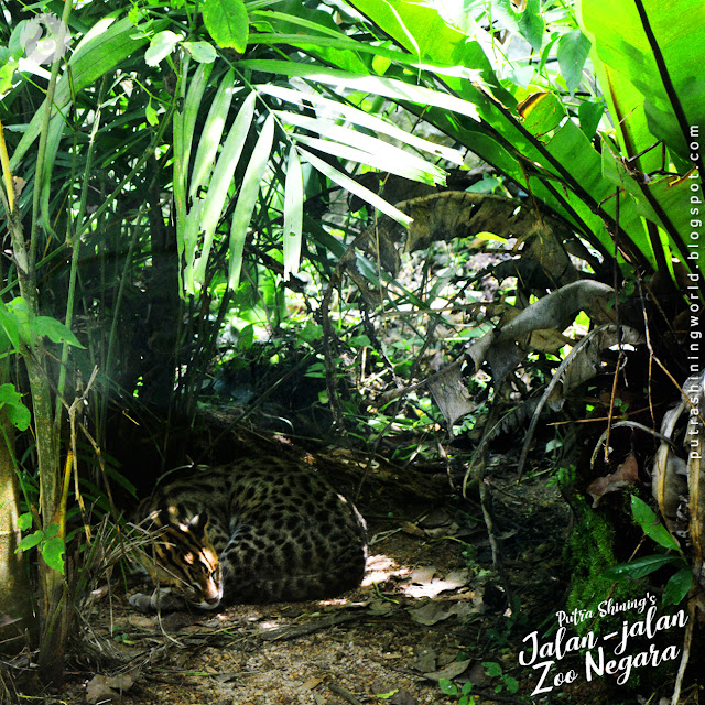 Putra Shining Jalan-Jalan at National Zoo Malaysia