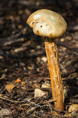 Sandy Stilt-Puffball, Saguaro National Park