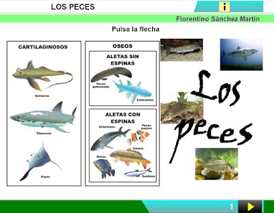 https://cplosangeles.educarex.es/web/edilim/curso_3/cmedio/animales_vertebrados_3/peces/peces.html