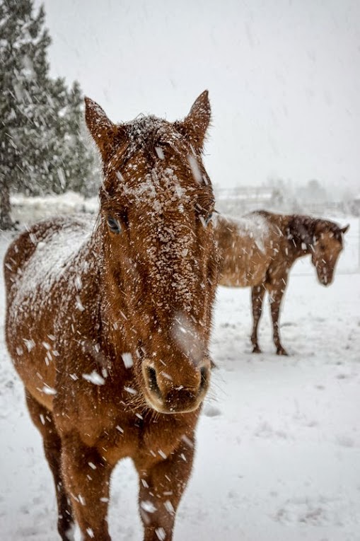 caballos nieve