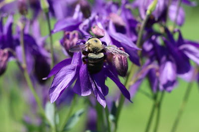 Closeup of a gold and black bee on purple columbine flowers