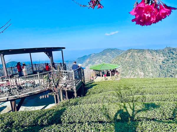 南投竹山八卦茶園枝垂櫻花隧道花香伴茶香，八卦迴音亭最佳觀景台