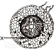 Penampang melintang akar tumbuhan dikotil