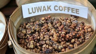 The Most Expensive Coffee In Indonesia and In The World is Luwak Coffee