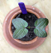 Ipomoea lobata – Firecracker Vine – Spanish Flag: Young Plant