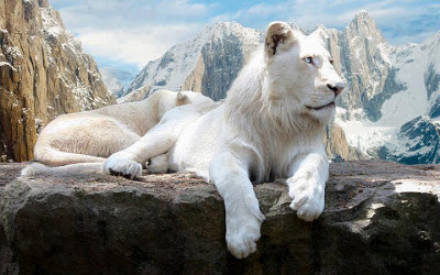 Foto león blanco