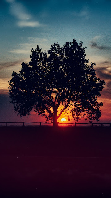 Tree, Sunset, Clouds, Sky