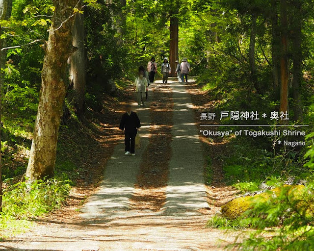 戸隠神社：奥社参道（坂道）