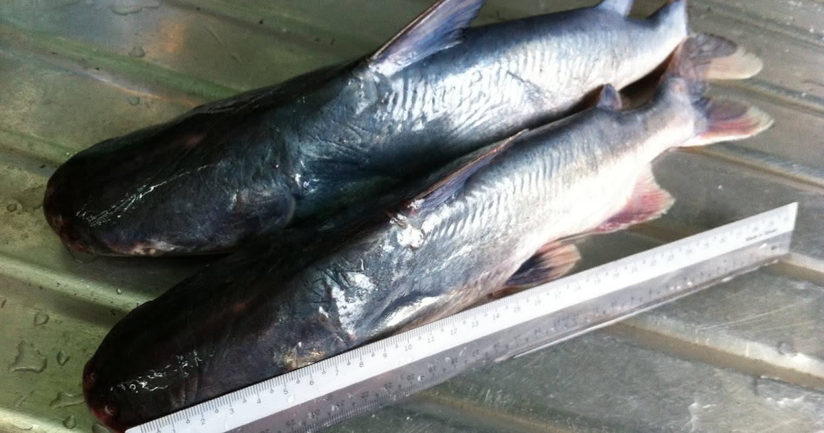 Buku Resepi Ana: Masak Lemak Lada Kering Ikan Duri dan 