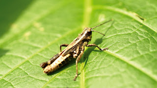 Grasshopper Wallpaper