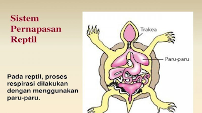 Pernapasan kura-kura