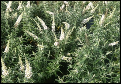 butterfly-bush1